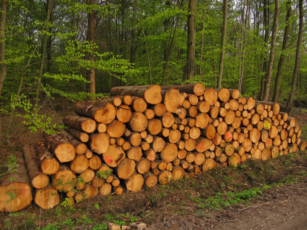 Holzwirtschaft im Lauenauer Deister